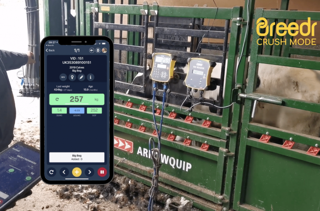 Cattle weigh scale with weight shown on Breedr app, syncing via bluetooth from the Tru-Test weigh scale